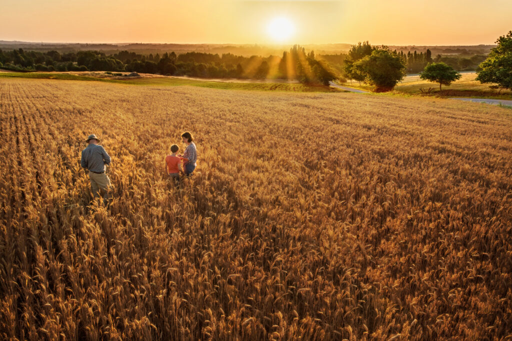 Three people walk through a golden wheat field at sunset, with sunbeams streaming through distant trees and rolling farmland in the background.
