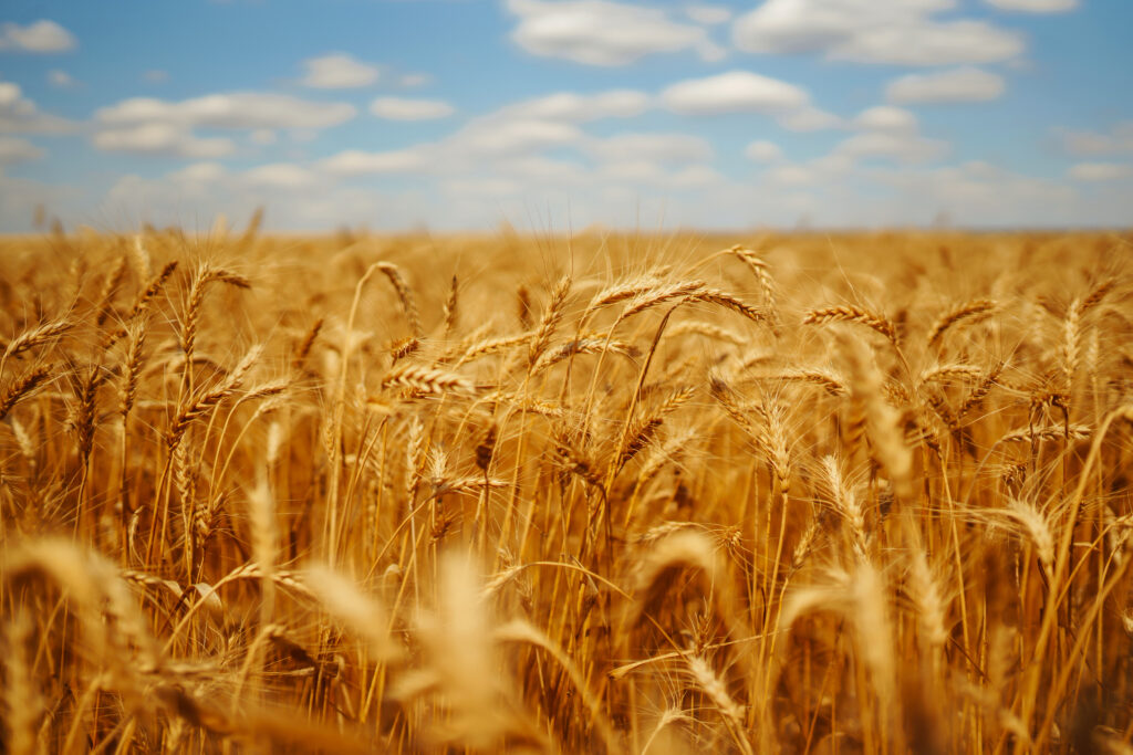 A close-up view of golden wheat stalks swaying in a field, with a blurred blue sky and scattered clouds in the background.